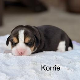 Korrie - Black tan and white female Beagle puppy in Mansfield, Missouri from Rippee Creek Kennel