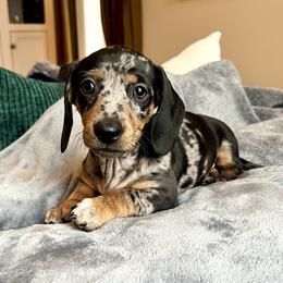 Girl 2 - Dapple female Dachshund puppy in Hollidaysburg, Pennsylvania from Weenie Bros