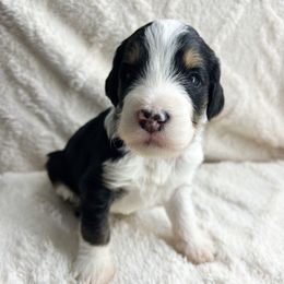 Dash - male Bernedoodle puppy in Phelan, California from Willow Desert Doodles