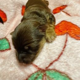 Boy 2 - Chocolate and tan male Yorkshire Terrier puppy in Bolton, Connecticut from Elle Yorkies