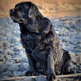Brooke - Black female Labrador Retriever puppy in Nevada from Battleborn Labradors