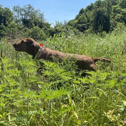 Wirehaired Vizslas from Nemes Wirehaired Vizslas