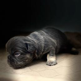 Zeus - Tricolors male French Bulldog puppy in Amarillo, Texas from Bomb City Bulldogs