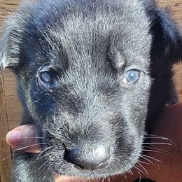 Boy 1 - Black German Shepherd puppy in Houlton, Maine from Black Beauty Shepherds