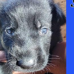 Boy 1 - Black German Shepherd puppy in Houlton, Maine from Black Beauty Shepherds