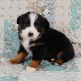 Chianti - Black tri female Toy Australian Shepherd puppy in Okeana, Ohio from Fetching Toy Aussies