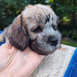 Boy 2 - Mustard male Dandie Dinmont Terrier puppy in Greenwood, South Carolina from Altpalme Dandie Dinmont Terriers