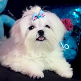 Sugar's Baby Boy - White male Maltese puppy in Arab, Alabama from Always Maltese