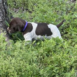 Girl 6 - Liver and white female German Shorthaired Pointer puppy in Lumberton, Mississippi from Carlee Farm
