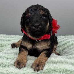 Skye - Phantom female Goldendoodle puppy in Cape Coral, Florida from Nay Nays Mini Doodles