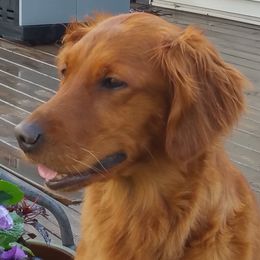 Golden Retrievers from RedMark Retrievers