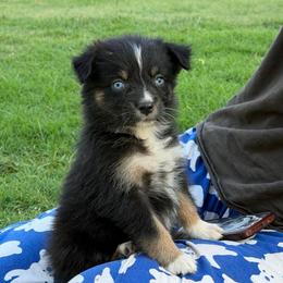 Petunia - Black tri-color female Australian Shepherd puppy in Piedmont, Oklahoma from HeartDriven Aussies
