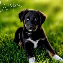 Wisper - Black tri-color female Australian Shepherd puppy in Pomeroy, Ohio from HJ's Aussies