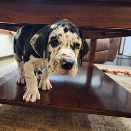 Great Dane Puppies from James Danes