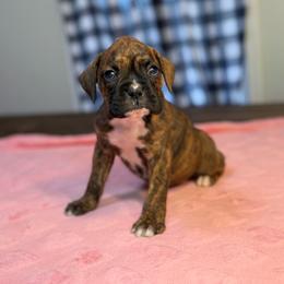 Girl 2 - Brindle female Boxer puppy in Prestonsburg, Kentucky from Bre’s Boxers