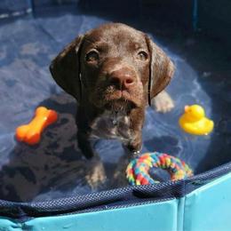 Unity  42 to 49 max weight - Liver and white female German Shorthaired Pointer puppy in Banning, California from ⭐🦆 So Cal on Point GSP'S🇺🇲🇩🇪 lg
