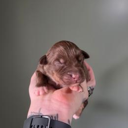 Boy 3 - Red tri-color male Australian Shepherd puppy in London, Kentucky from Kenmont Kennels