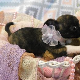 Chihuahua Puppies from Fine Whines & Lickers