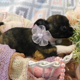 Chihuahua Puppies from Fine Whines & Lickers