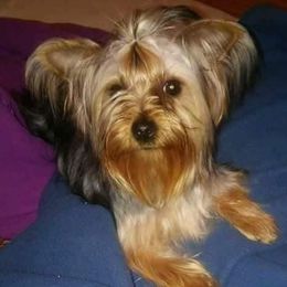 Yorkshire Terriers from Christie’s Yorkie Angel’s