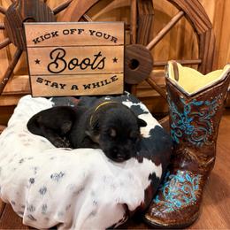 Kove - Black and tan female German Shepherd puppy in Beech Grove, Arkansas from Ze Zadnich lesu
