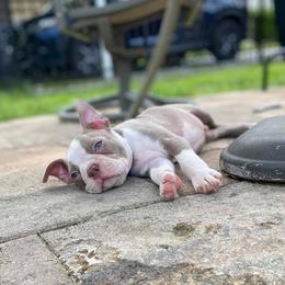 Boston Terrier Puppies from Lola’s House of Bostons & Rescue