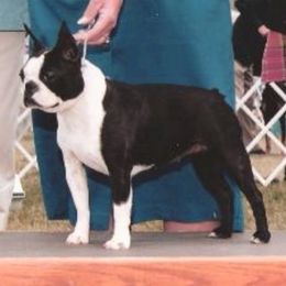 Boston Terriers from Zuran Show Dogs