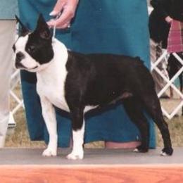Boston Terriers from Zuran Show Dogs
