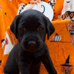 Red - Black male Labrador Retriever puppy in Heath Springs, South Carolina from Rich Hill Retrievers