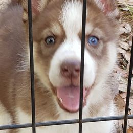 Siberian Huskies from Redneck Unlimited Kennels