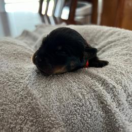 Rottweiler Puppies from Thistle Wild Rottweilers