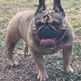 Griselda - French Bulldog