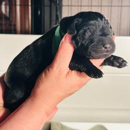 Emerald - Black male Labrador Retriever puppy in Rock Hill, South Carolina from North Star Retrievers