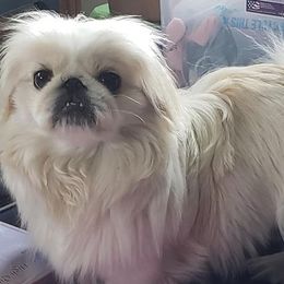 Pekingese from Debbie Jansen's Pekingese
