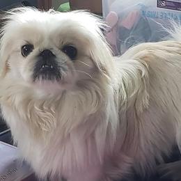 Pekingese from Debbie Jansen's Pekingese