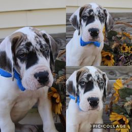 Great Dane Puppies from Cook’s Gentle Giants