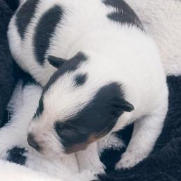 Female 1 - Blue female Australian Cattle Dog puppy in Kalispell, Montana from BTR Australian Cattle Dogs