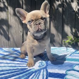 Companion Cross, French Bulldog, Goldendoodle, Pomeranian, and Yorkshire Terrier Puppies from Dbos Furry Friends