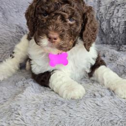 Brown Parti - Parti female Poodle puppy in Bauxite, Arkansas from Mountain Ridge Poodles