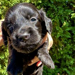 Ken (nickname for ID only) - Black male Dachshund puppy in Rhode Island from FOSTERS FRENCHIES and DACHSHUNDS