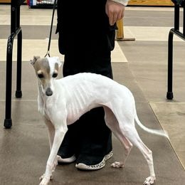 Italian Greyhounds and Miniature Pinschers from White Stone Ranch