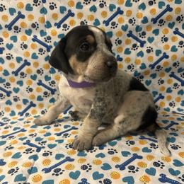 Girl 2 - Blue ticked and tan female Bluetick Coonhound puppy in Mount Pleasant, Texas from Harmons Hounds