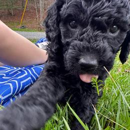 Oreo - Black male Goldendoodle puppy in Glen Daniel, West Virginia from Dani’s Doodles