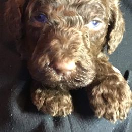 Poodle Puppies from White Park Poodles