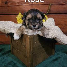 Maltese, Morkies, and Yorkshire Terriers from PBJ Farms