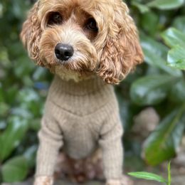 Celine - Cavapoo