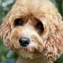 Celine - Cavapoo