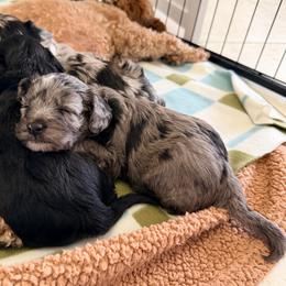 Sakari ( previously Artemisia) - Blue merle female Aussiedoodle puppy in Davie, Florida from Miami Mini Doodles
