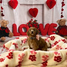 Goldendoodle Puppies from All Tails Entertainment