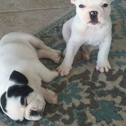 French Bulldog Puppies from Calypso Canine Company
